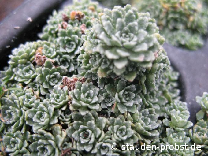Saxifraga paniculata 'Minor' - Silberrosettensteinbrech
