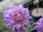 scabiosa-graminifolia