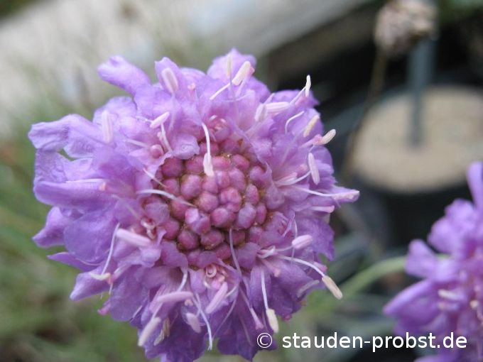 Scabiosa graminifolia - Grasblättrige Skabiose
