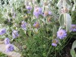 scabiosa-japonica-var-alpina-2