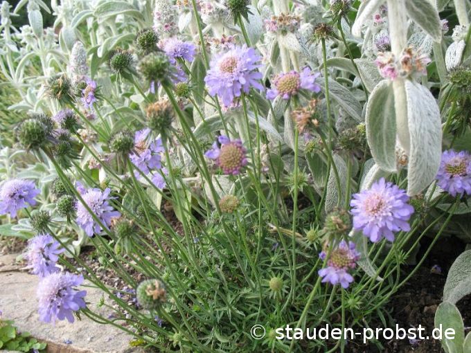 Scabiosa japonica var. alpina - Japanische Bergskabiose