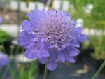 scabiosa-japonica-var-alpina