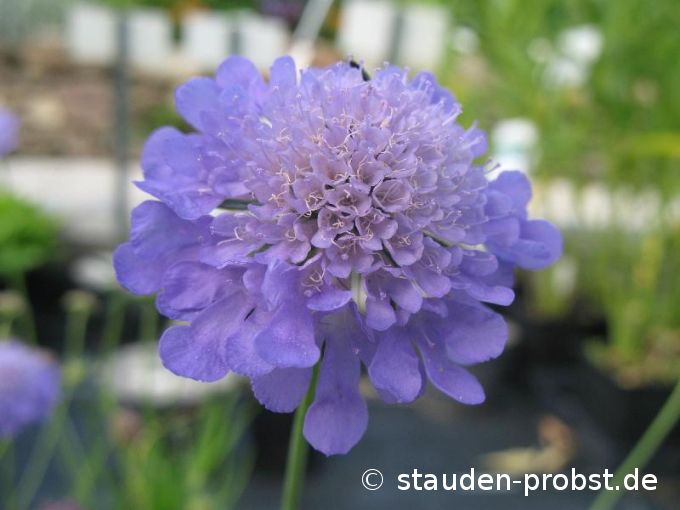 Scabiosa japonica var. alpina - Japanische Bergskabiose