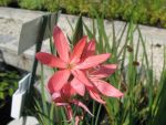 schizostylis-coccinea
