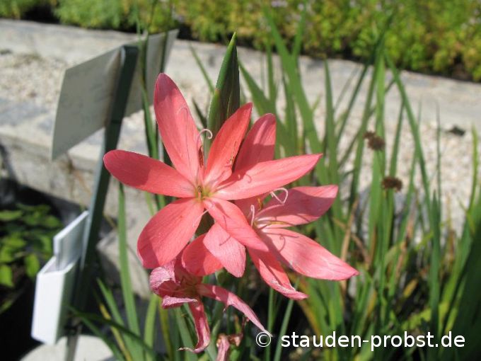 Schizostylis coccinea - Spaltgriffel