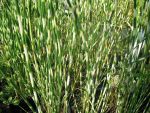 scirpus-lacustris-var-tabernaemontani-zebrinus-2