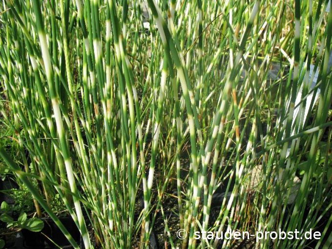 Scirpus lacustris var. tabernaemontani 'Zebrinus' - Zebrasimse