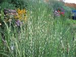 scirpus-lacustris-var-tabernaemontani-zebrinus
