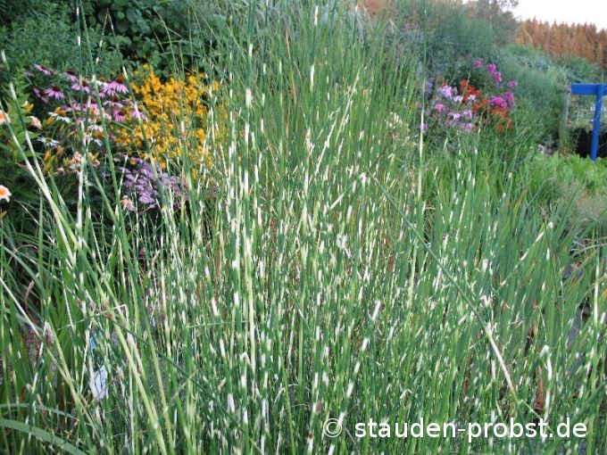 Scirpus lacustris var. tabernaemontani 'Zebrinus' - Zebrasimse