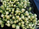 sedum-acre-yellow-queen