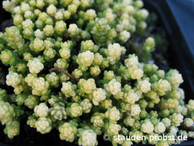 Sedum acre 'Yellow Queen' - Scharfer Mauerpfeffer