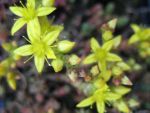 sedum-acre