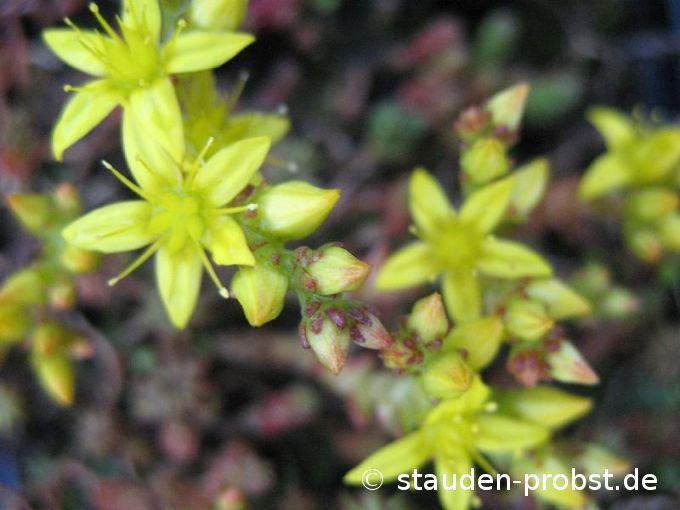 Sedum acre - Scharfer Mauerpfeffer