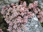 sedum-cyaneum-sachalin