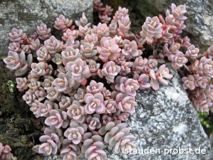 Sedum cyaneum 'Sachalin' - Rosenteppich Sedum