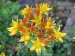 sedum-floriferum-weihenstephaner-gold-3