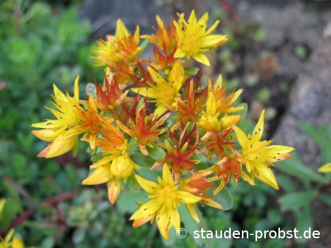 Sedum floriferum 'Weihenstephaner Gold' - Fetthenne