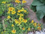 sedum-floriferum-weihenstephaner-gold-4