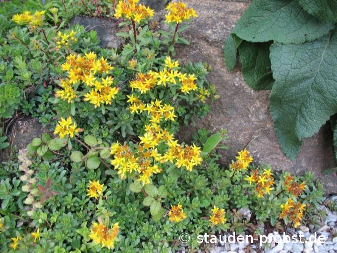 Sedum floriferum 'Weihenstephaner Gold' - Fetthenne
