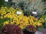 sedum-immergruenchen-2