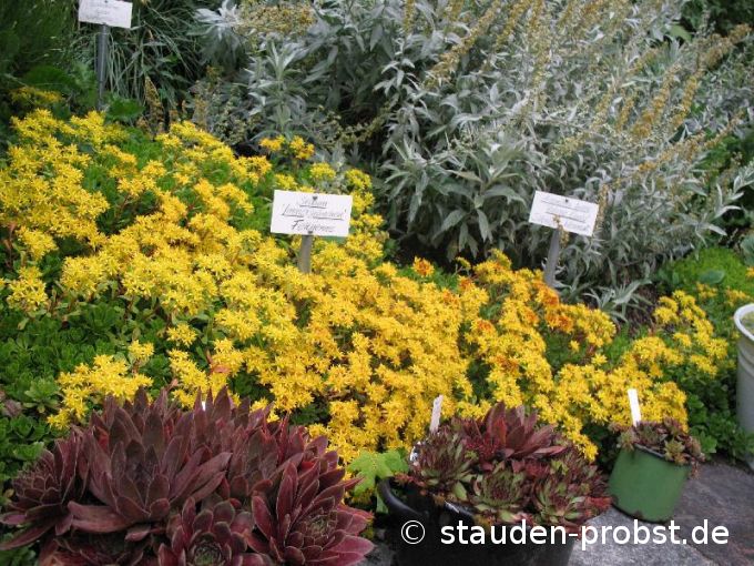Sedum hybridum 'Immergrünchen' - Fetthenne