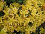 sedum-immergruenchen