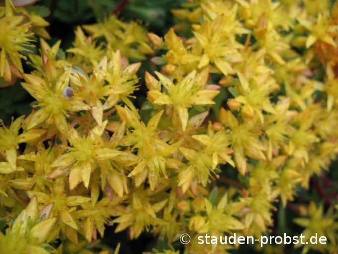 Sedum hybridum 'Immergrünchen' - Fetthenne