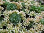 sedum-pachyclados-2