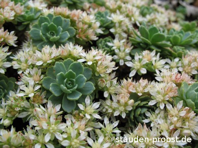 Sedum pachyclados - Fetthenne