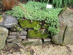 sedum-pachyclados