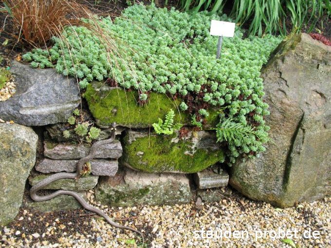 Sedum pachyclados - Fetthenne