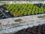 sedum-rupestre-angelina