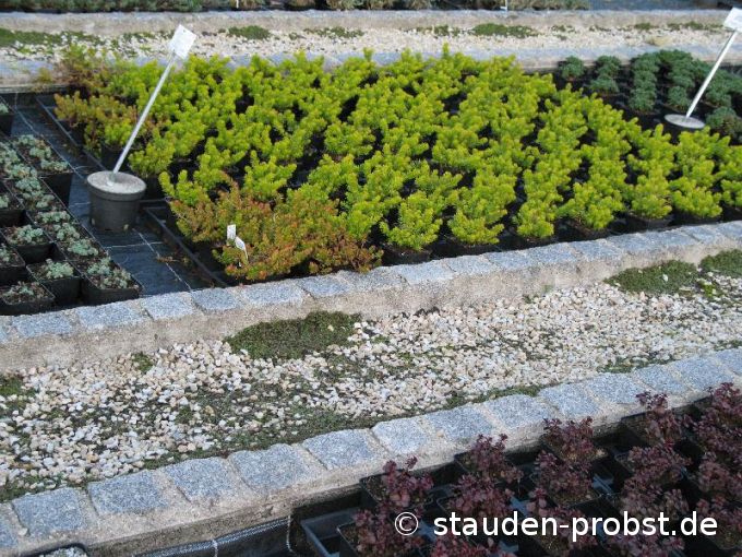 Sedum rupestre 'Angelina' - Blautannensedum