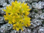 sedum-spathulifolium-cape-blanco