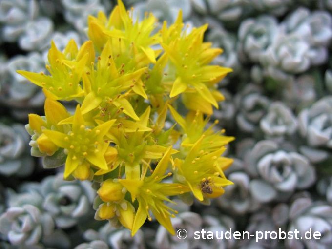 Sedum spathulifolium 'Cape Blanco' - Silberspatel Sedum