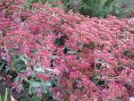 sedum-spectabile-abbeydore-2