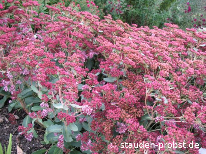 Sedum spectabile 'Abbeydore' - Fetthenne