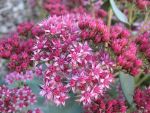 sedum-spectabile-abbeydore-3