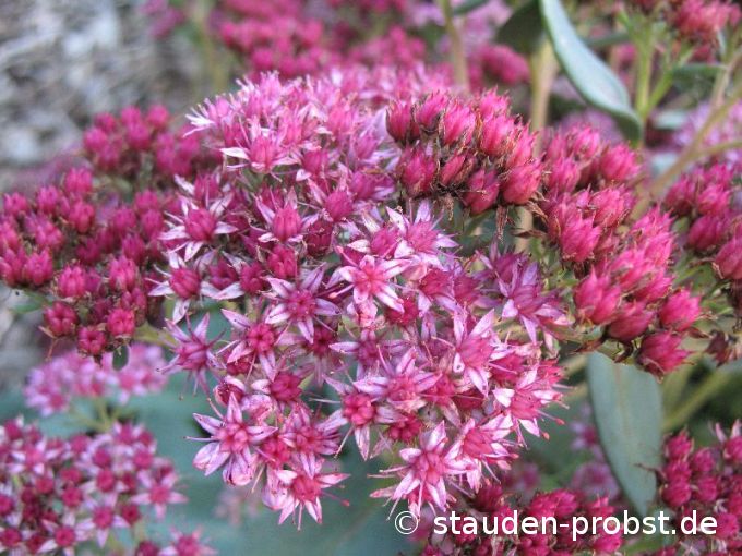 Sedum spectabile 'Abbeydore' - Fetthenne