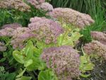 sedum-spectabile-brillant-3