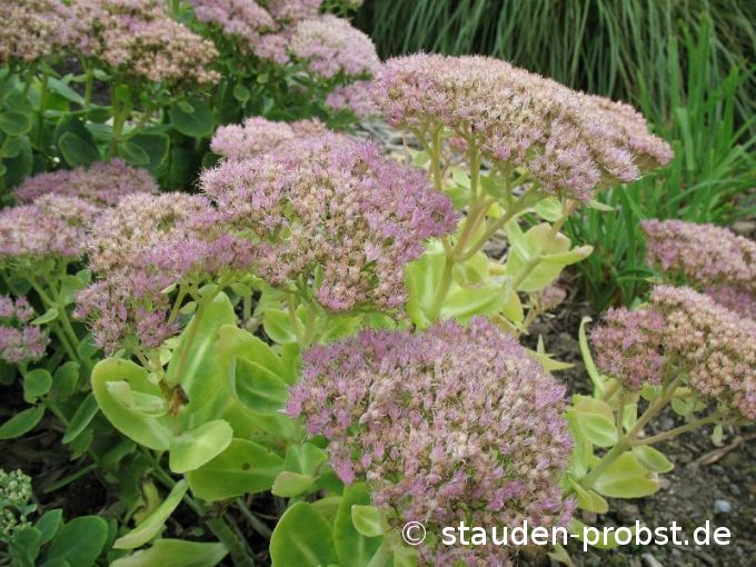 Sedum spectabile 'Brillant' - Fetthenne