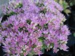 sedum-spectabile-brillant