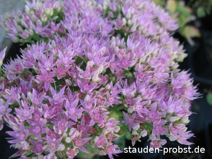 Sedum spectabile 'Brillant' - Fetthenne