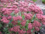 sedum-spectabile-carl-3