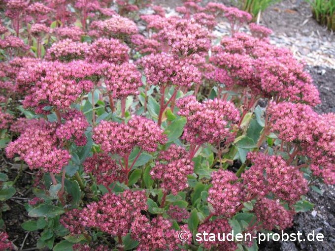 Sedum spectabile 'Carl' - Fetthenne