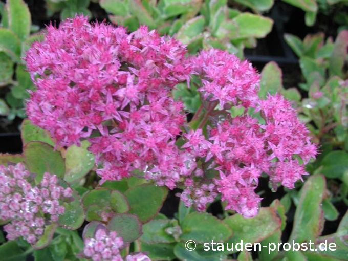 Sedum spectabile 'Carl' - Fetthenne