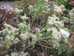 sedum-spectabile-frosty-morn-2