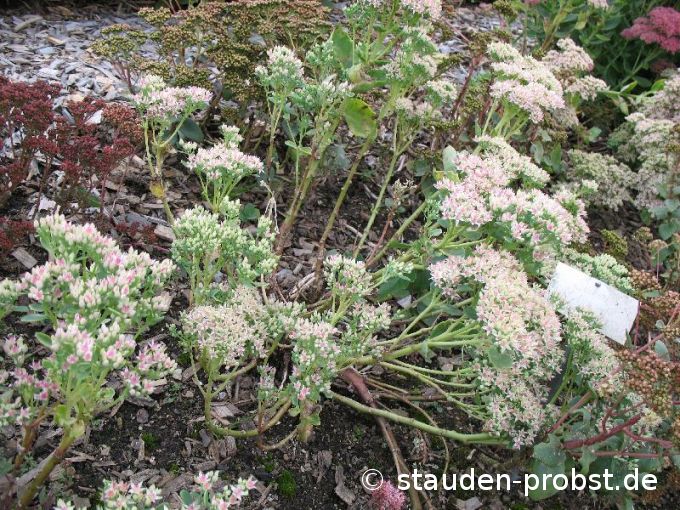 Sedum spectabile 'Frosty Morn' - Fetthenne
