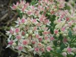 sedum-spectabile-frosty-morn