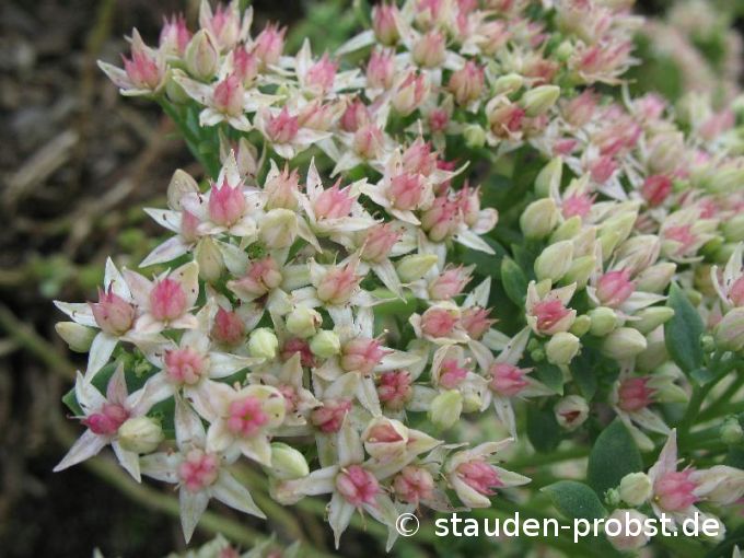 Sedum spectabile 'Frosty Morn' - Fetthenne